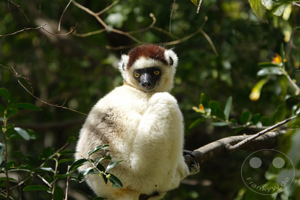 Madagaskar - Isalo National Park - Lemuren - Larvensifaka