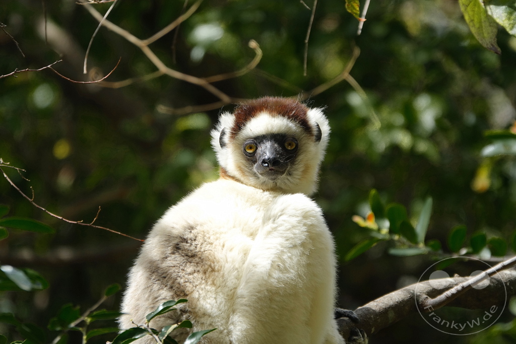 Madagaskar - Isalo National Park - Lemuren - Larvensifaka