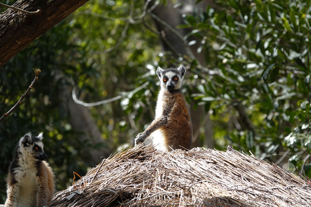 Madagaskar - Isalo National Park - Lemuren - Kattas auf dem Dach