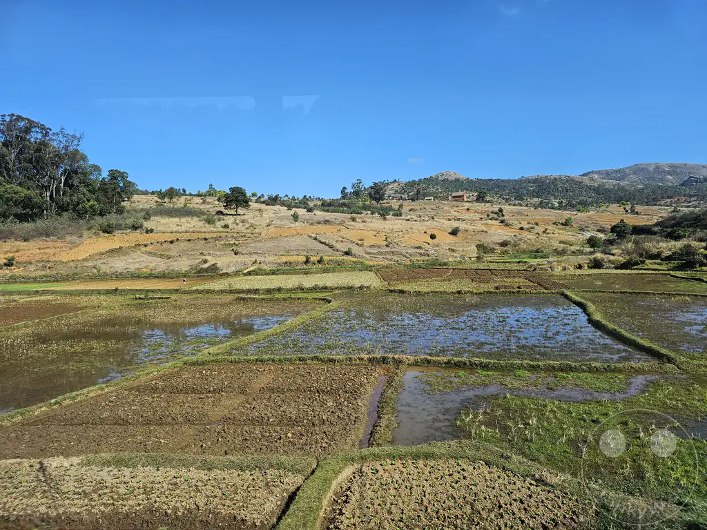 Madagaskar - Ambanitsena - Reisfelder