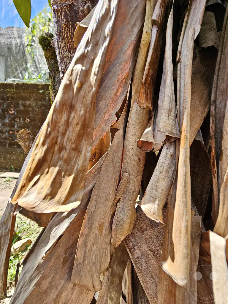 Madagaskar - Anjiro - Réserve Peyrieras - Reptilienpark - Uroplatus lineatus -Gestreifter Blattgecko