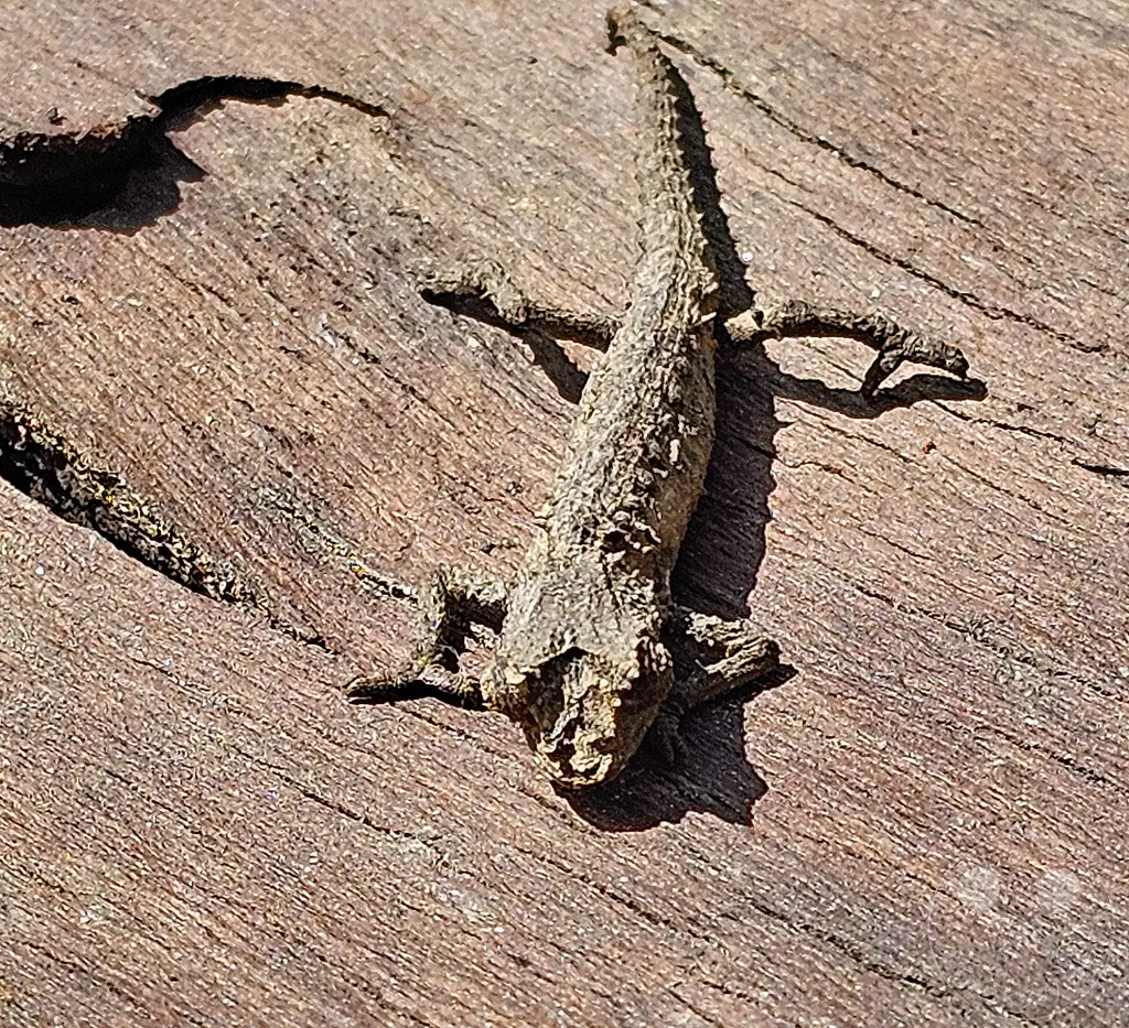 Madagaskar - Anjiro - Réserve Peyrieras - Reptilienpark kleines Chamäleon auf einem Stück Rinde