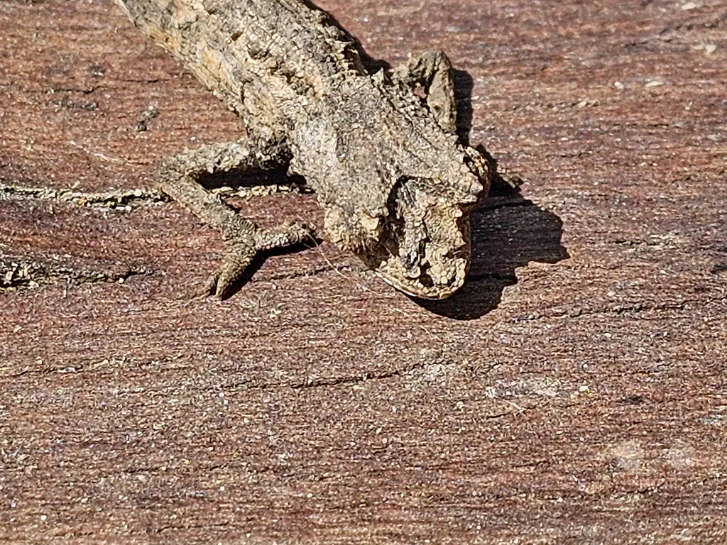 Madagaskar - Anjiro - Réserve Peyrieras - Reptilienpark kleines Chamäleon auf einem Stück Rinde