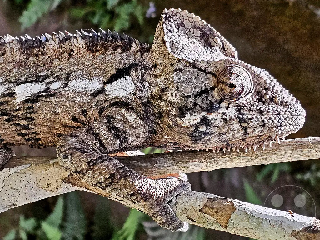 Madagaskar - Anjiro - Réserve Peyrieras - Reptilienpark - Riesenchamäleon (Furcifer oustaleti)