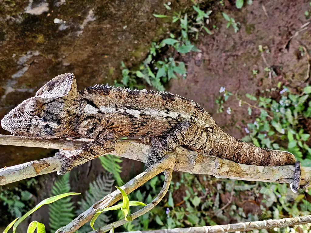 Madagaskar - Anjiro - Réserve Peyrieras - Reptilienpark - Riesenchamäleon (Furcifer oustaleti)