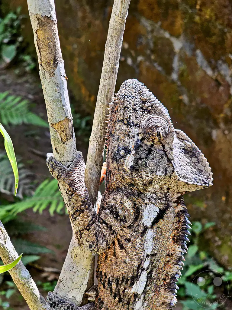 Madagaskar - Anjiro - Réserve Peyrieras - Reptilienpark - Riesenchamäleon (Furcifer oustaleti)