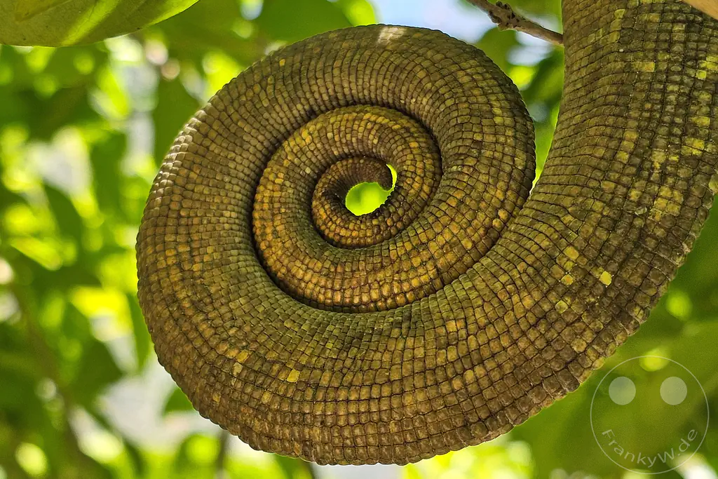 Madagaskar - Anjiro - Réserve Peyrieras - Reptilienpark - Chamäleonschwanz - Ringelschwanz