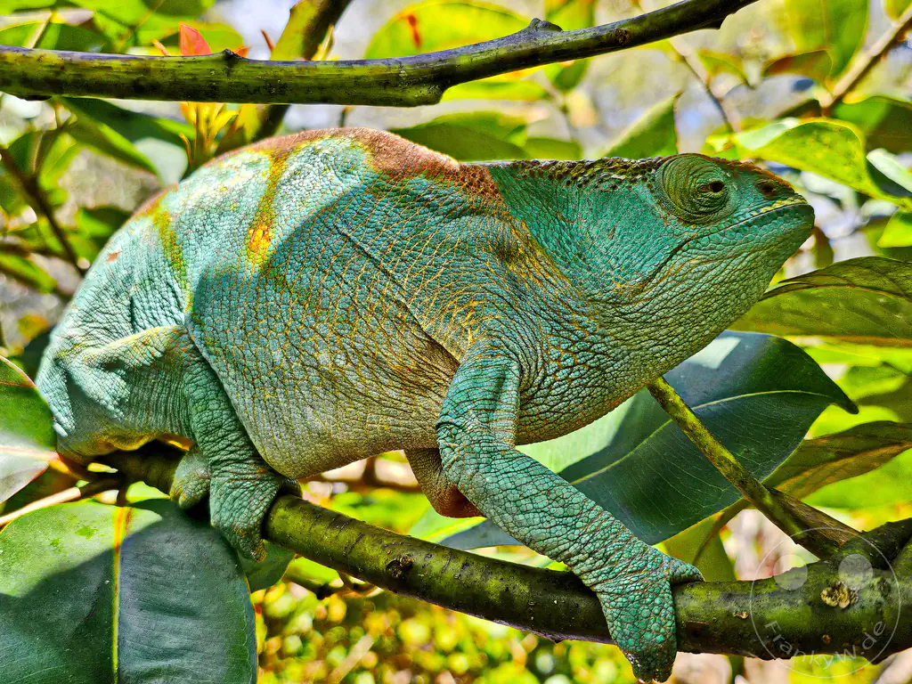 Madagaskar - Anjiro - Réserve Peyrieras - Reptilienpark - Parsons Chamäleon
