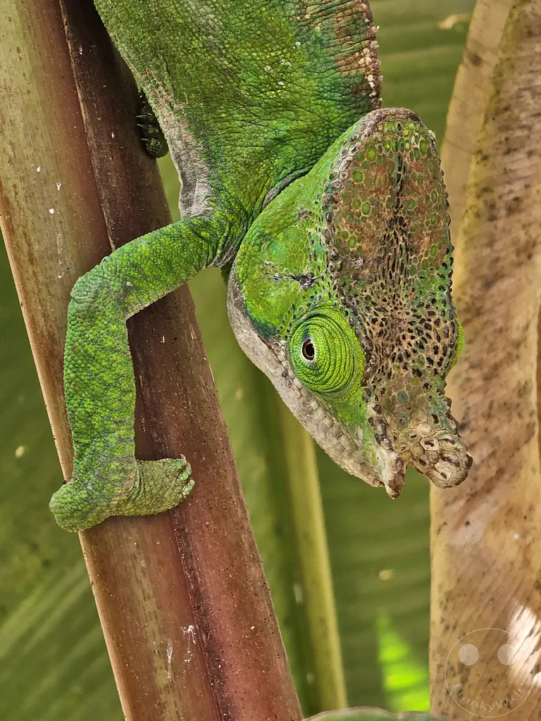 Madagaskar - Anjiro - Réserve Peyrieras - Reptilienpark - Chamäleon - Calumma globifer