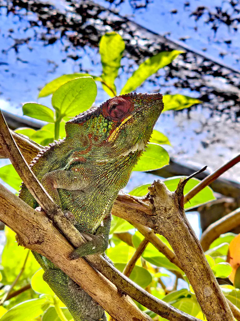 Madagaskar - Anjiro - Réserve Peyrieras - Reptilienpark - Pantherchamäleon