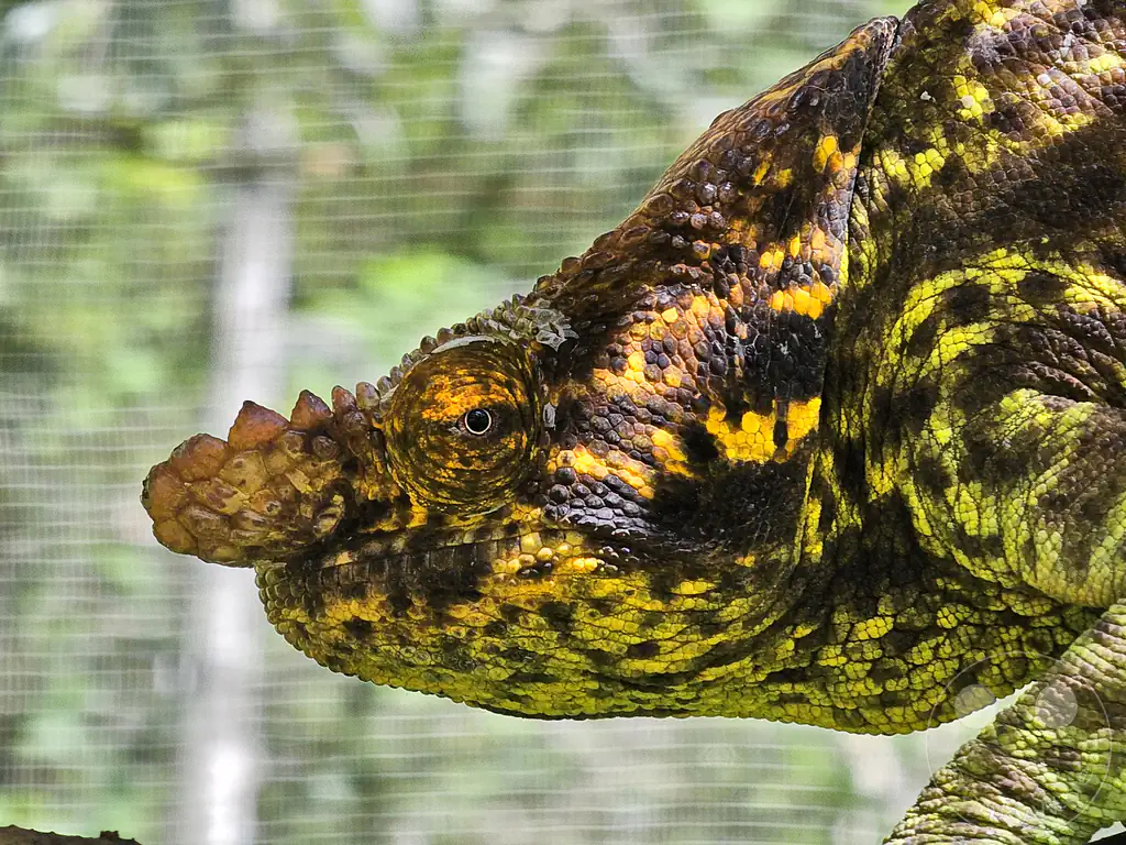 Madagaskar - Anjiro - Réserve Peyrieras - Reptilienpark - Chamäleon - Calumma parsonii parsonii