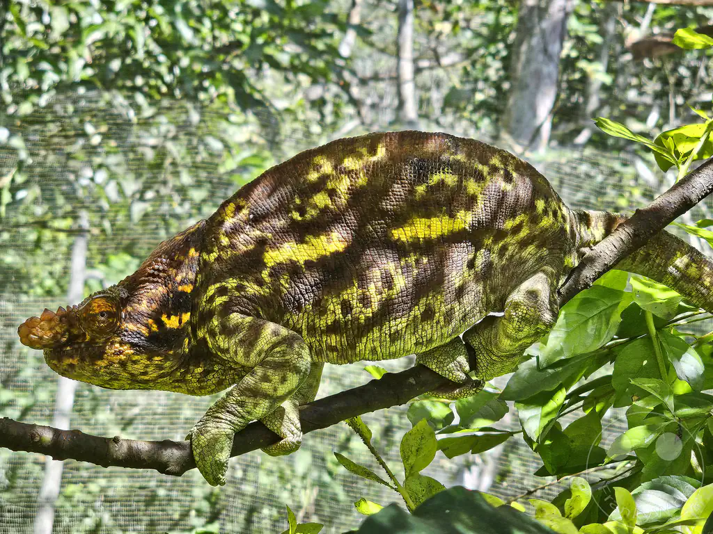 Madagaskar - Anjiro - Réserve Peyrieras - Reptilienpark - Chamäleon - Calumma parsonii parsonii