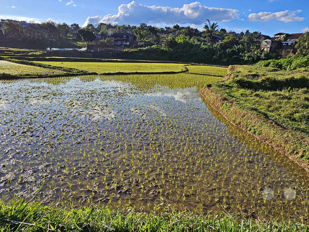 Madagaskar - Perinet - Streetlife - Reisfeld