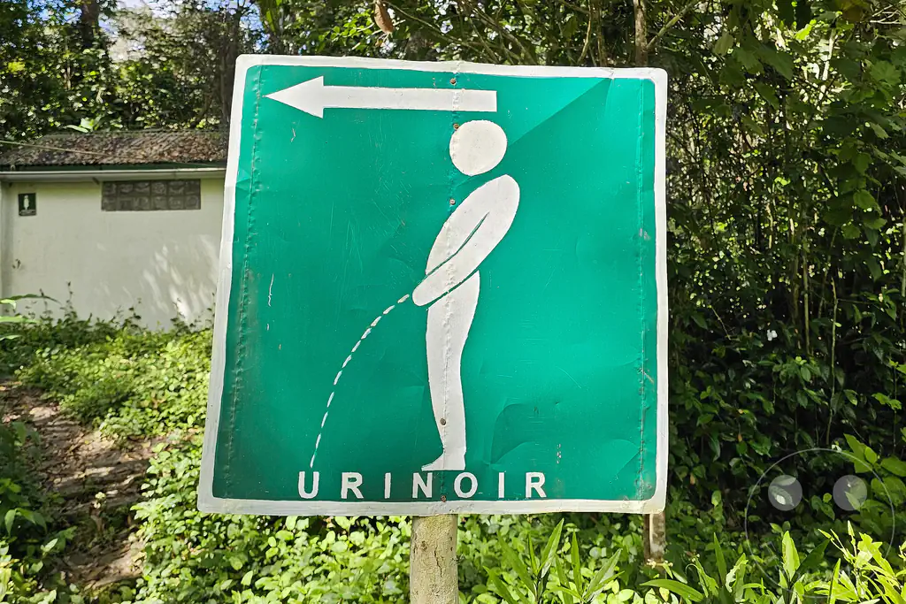 Madagaskar - Andasibe - Nationalpark Réserve spéciale d'Analamazaotra - im Stehen pinkeln :-))