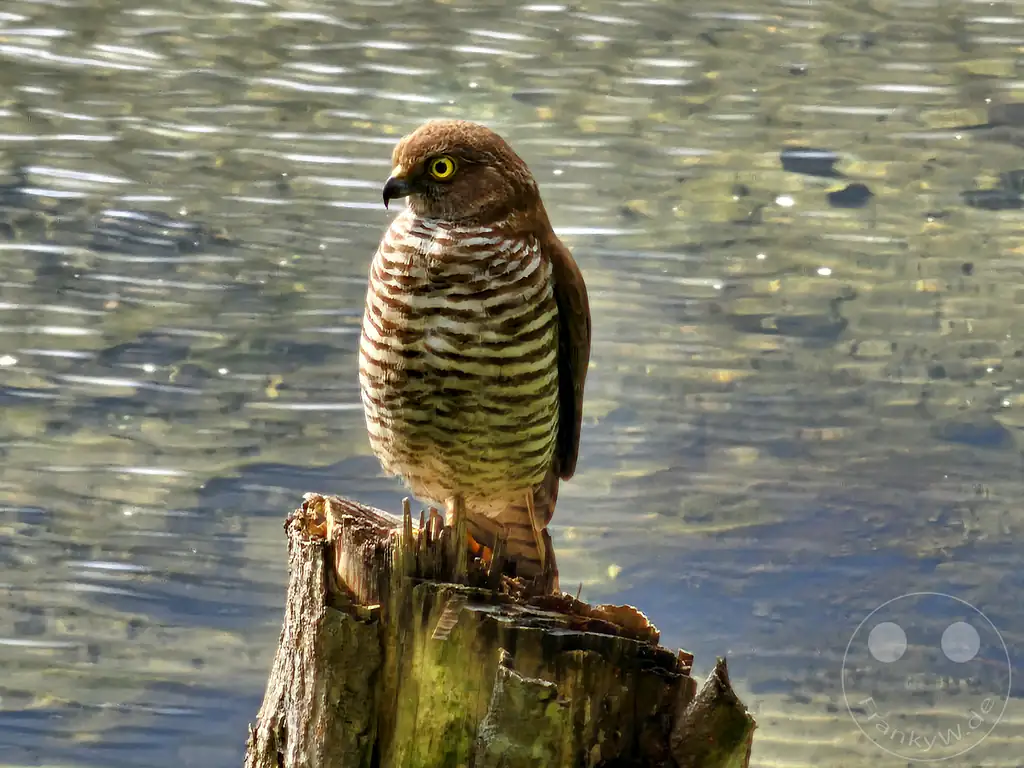 Madagaskar - Ampitabe-See am Pangalanes-Kanal - Toamasina - Madagaskar-Schlangenhabicht