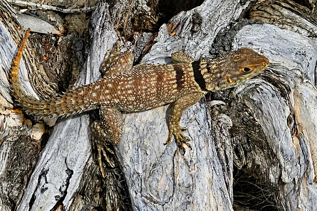Madagaskar - Palmarium Reserve - Madagaskar-Stachelschwanzleguan