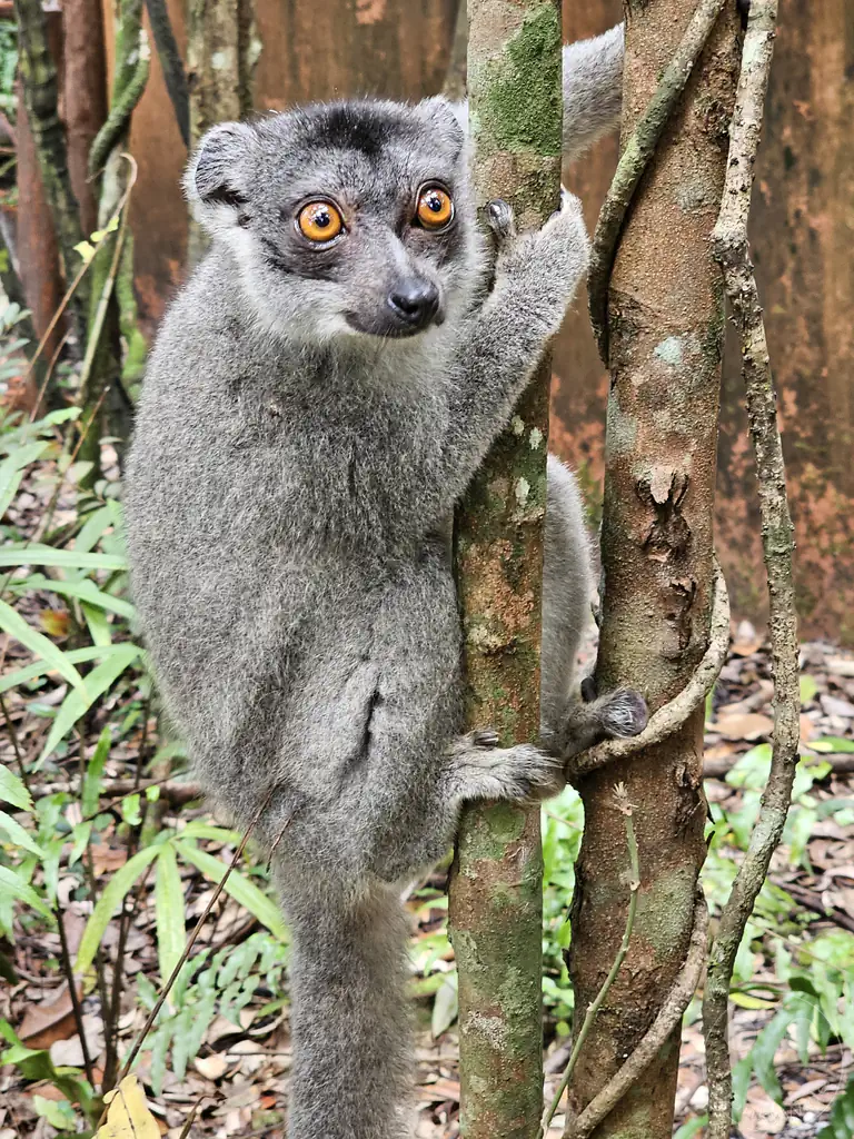 Madagaskar - Palmarium Reserve - Lemuren Kronenmaki