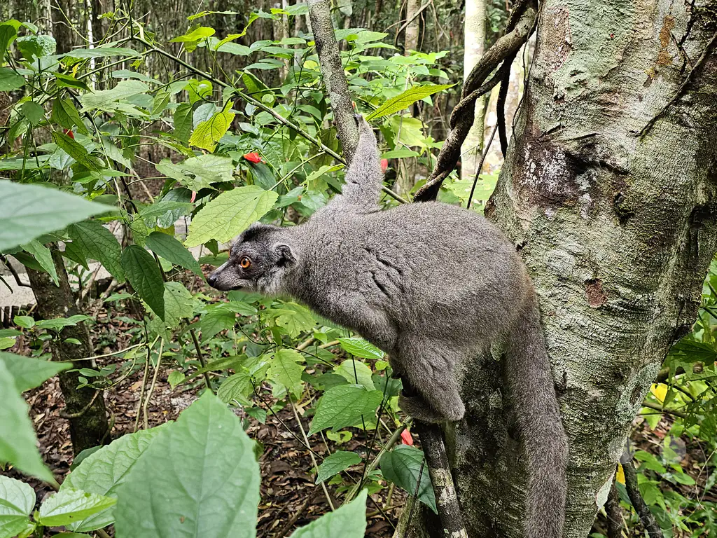 Madagaskar - Palmarium Reserve - Lemuren Kronenmaki