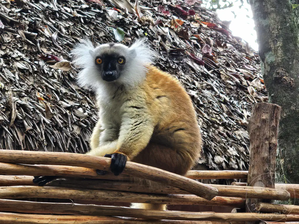 Madagaskar - Palmarium Reserve - Lemuren Mohrenmaki (Eulemur macaco)
