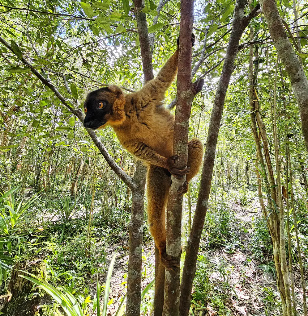 Madagaskar - Palmarium Reserve - Lemuren Brauner Maki