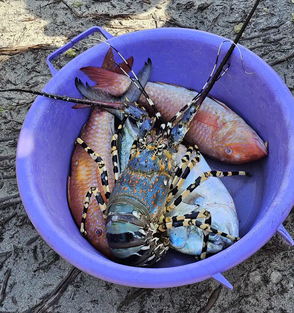 Madagaskar - Andranokoditra - Streetlife - Schmuck-Languste (Panulirus ornatus) und Fische