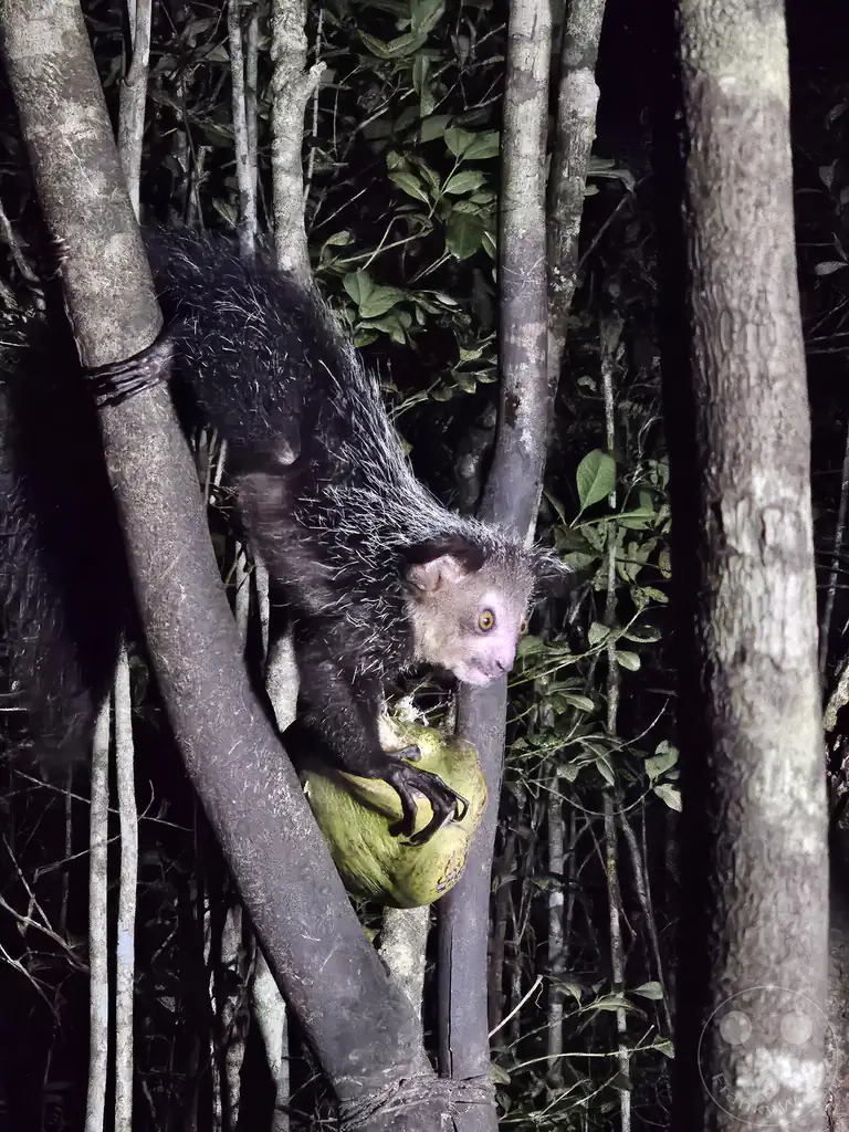 Madagaskar - Aye-aye Island - Fingertier - Lemur Aye-Aye (Daubentonia madagascariensis)