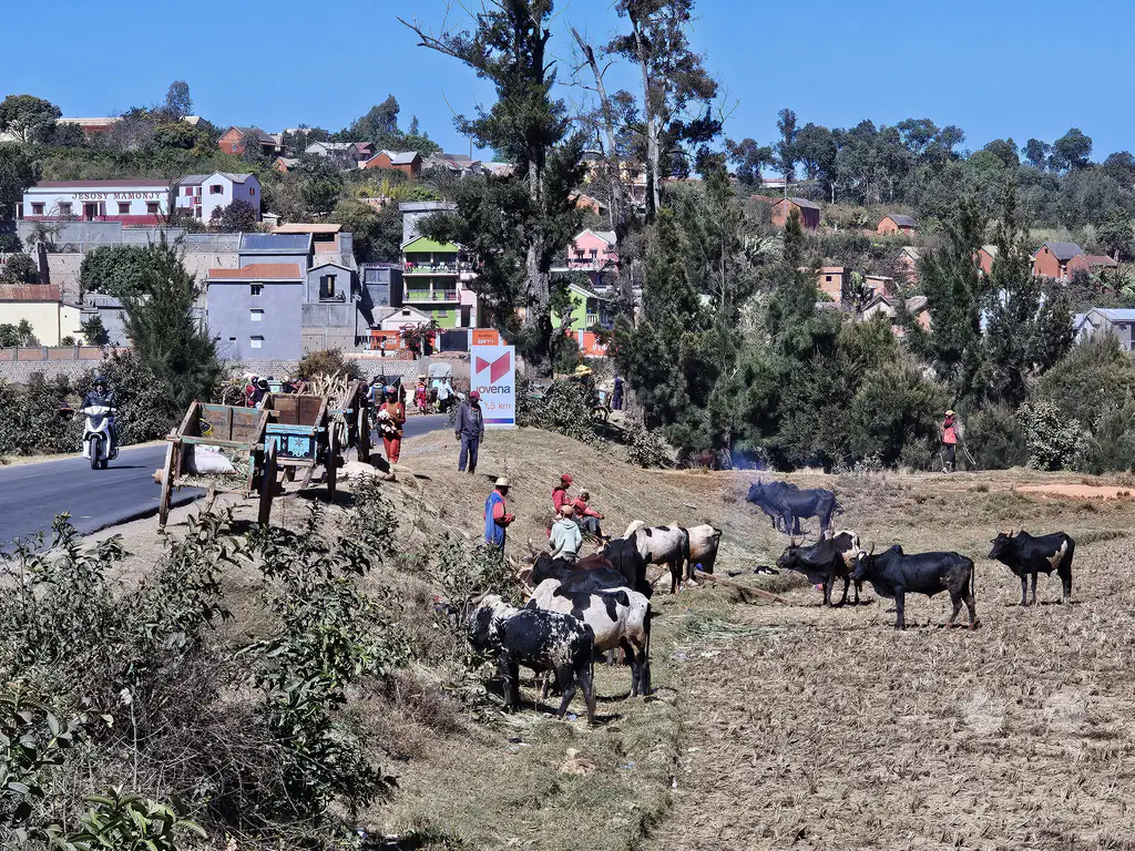 Madagaskar - Behenjy - Streetlife - Feld mit Zebus und Ochsenkarren