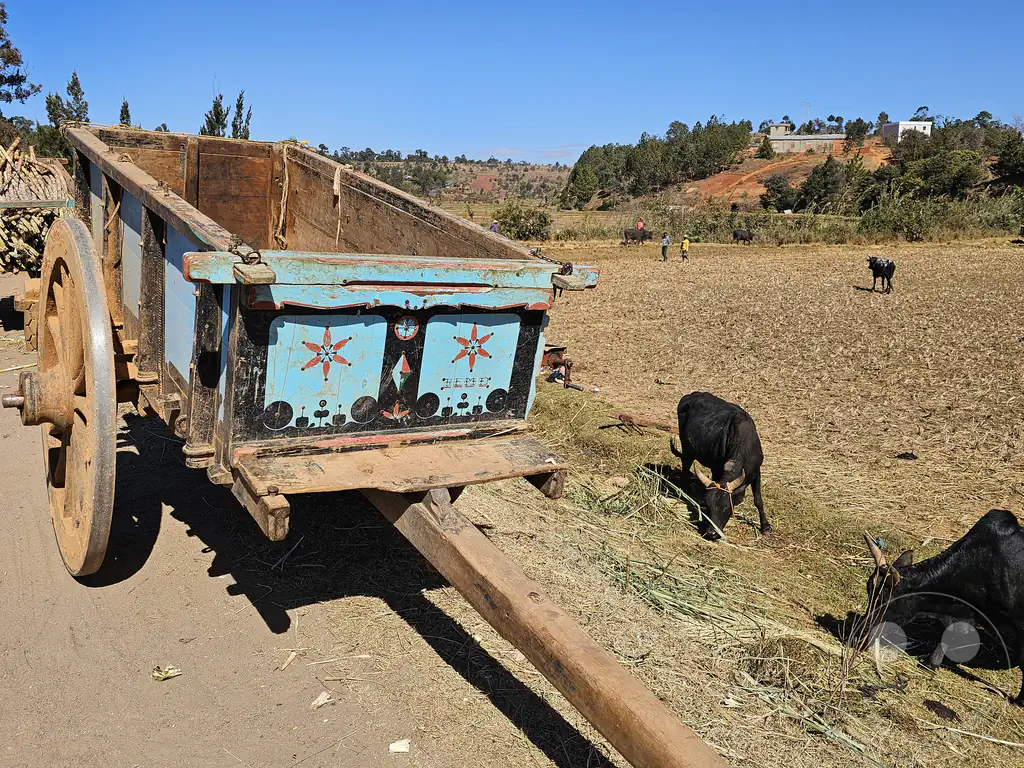 Madagaskar - Behenjy - Streetlife - Ochsenkarren