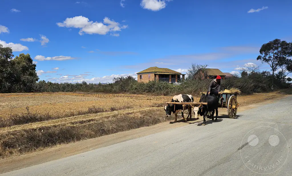Madagaskar - Ambohimandraso - Streetlife- Ochsenkarren
