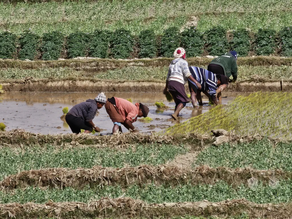 Madagaskar - Manandoana - Streetlife - Reisfelder - Reisanbau