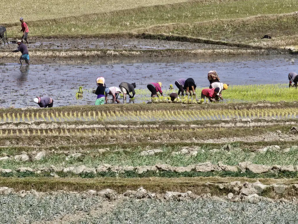 Madagaskar - Manandoana - Streetlife - Reisfelder - Reisanbau