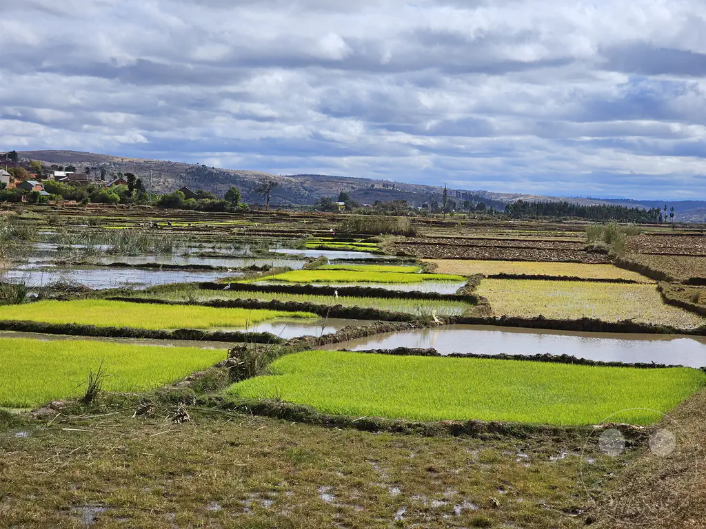 Madagaskar - Manandoana - Landschaft - Reisfelder
