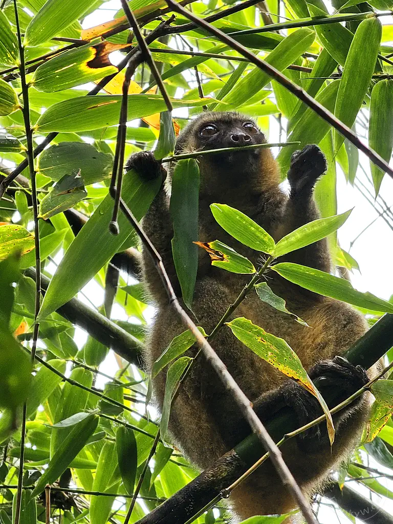 Madagaskar - Ranomafana National Park - Goldener Bambuslemur