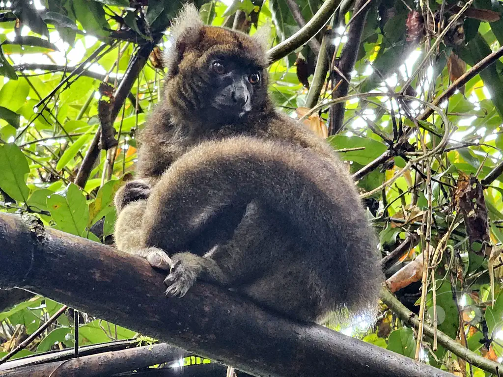 Madagaskar - Ranomafana National Park - Goldener Bambuslemur