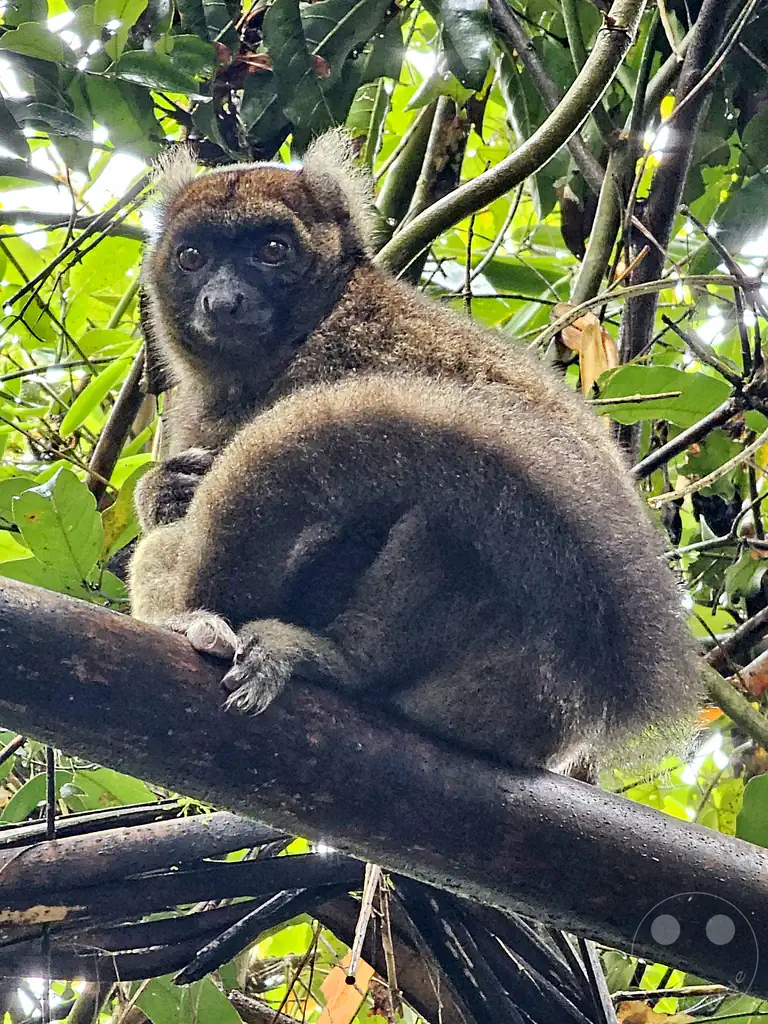 Madagaskar - Ranomafana National Park - Goldener Bambuslemur