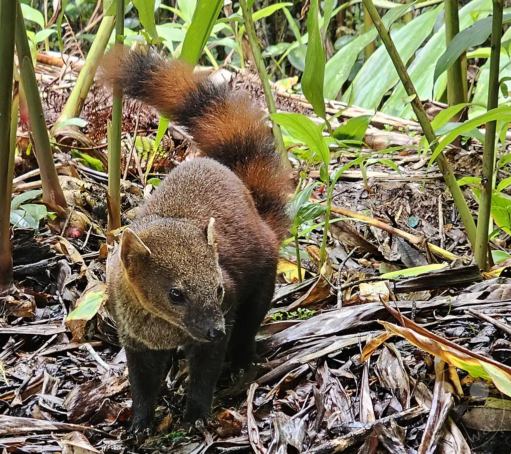 Madagaskar - Ranomafana National Park - Ringelschwanzmungo