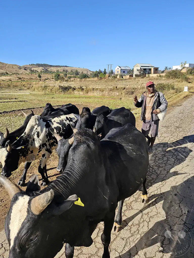 Madagaskar- Talata Ampano - Zebuh - Viehtrieb zum Schlachthaus in Antananarivo