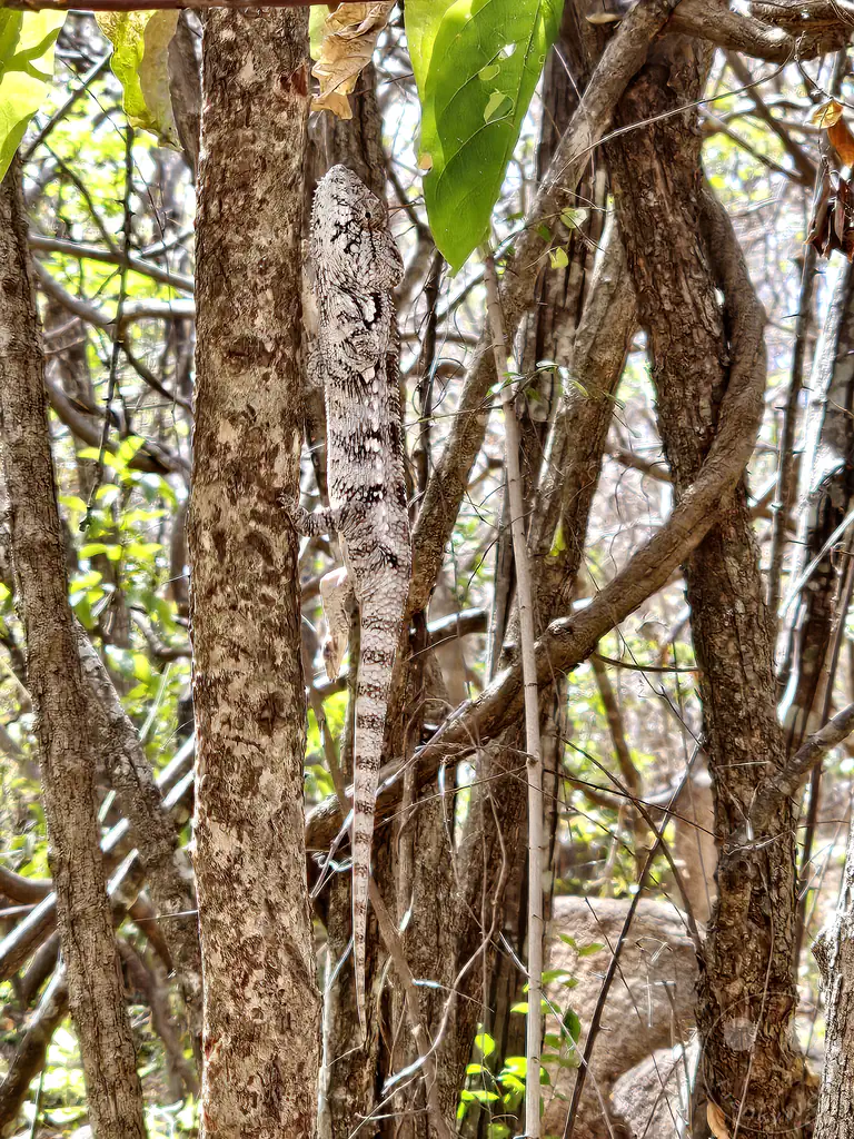 Madagaskar - Anja Community Reserve - Panther Chamäleon