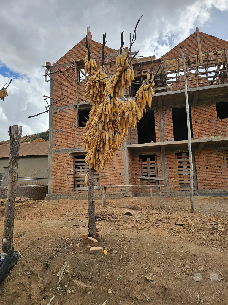 Madagaskar - Anja Community Reserve - "sagenhafter" Maisbaum