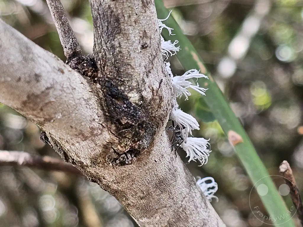 Madagaskar - Isalo National Park - Schmetterlingszikaden Nymphen