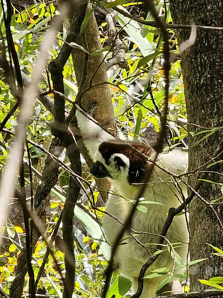 Madagaskar - Isalo National Park - Lemuren Sifaka