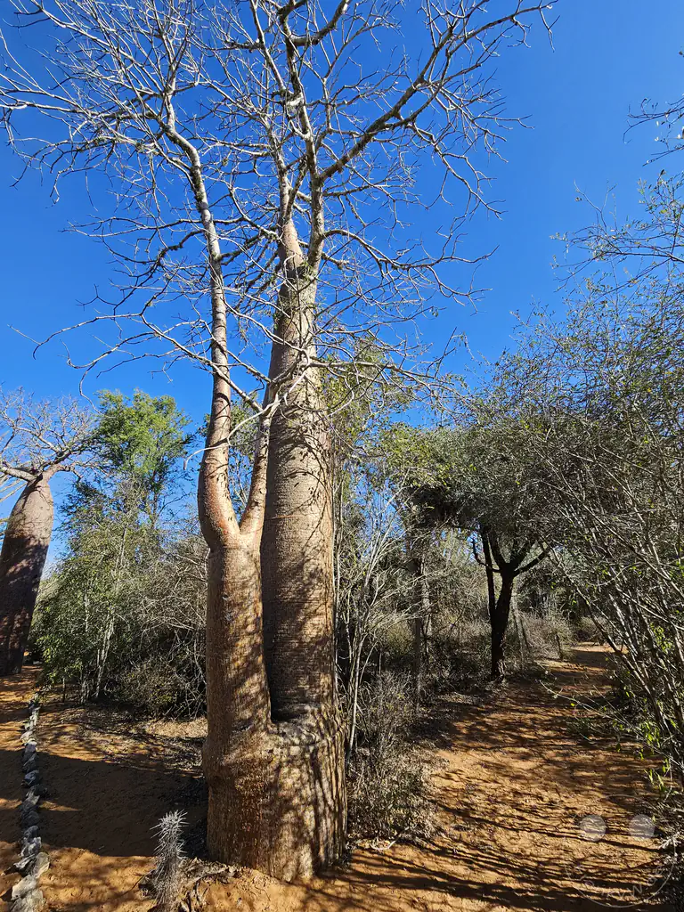 Madagaskar - Ifaty - Reniala Reserve - Botanischer Garten - Baobab Baum