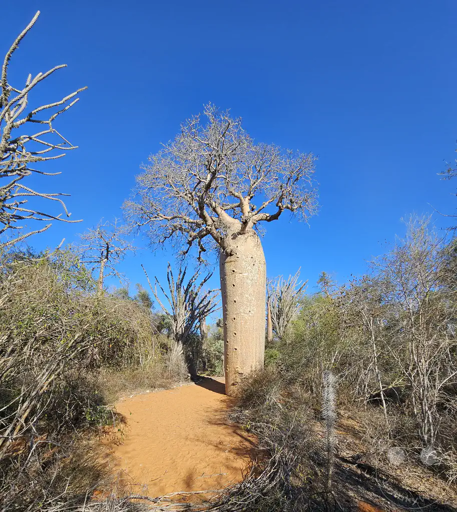 Madagaskar - Ifaty - Reniala Reserve - Botanischer Garten - Baobab Baum