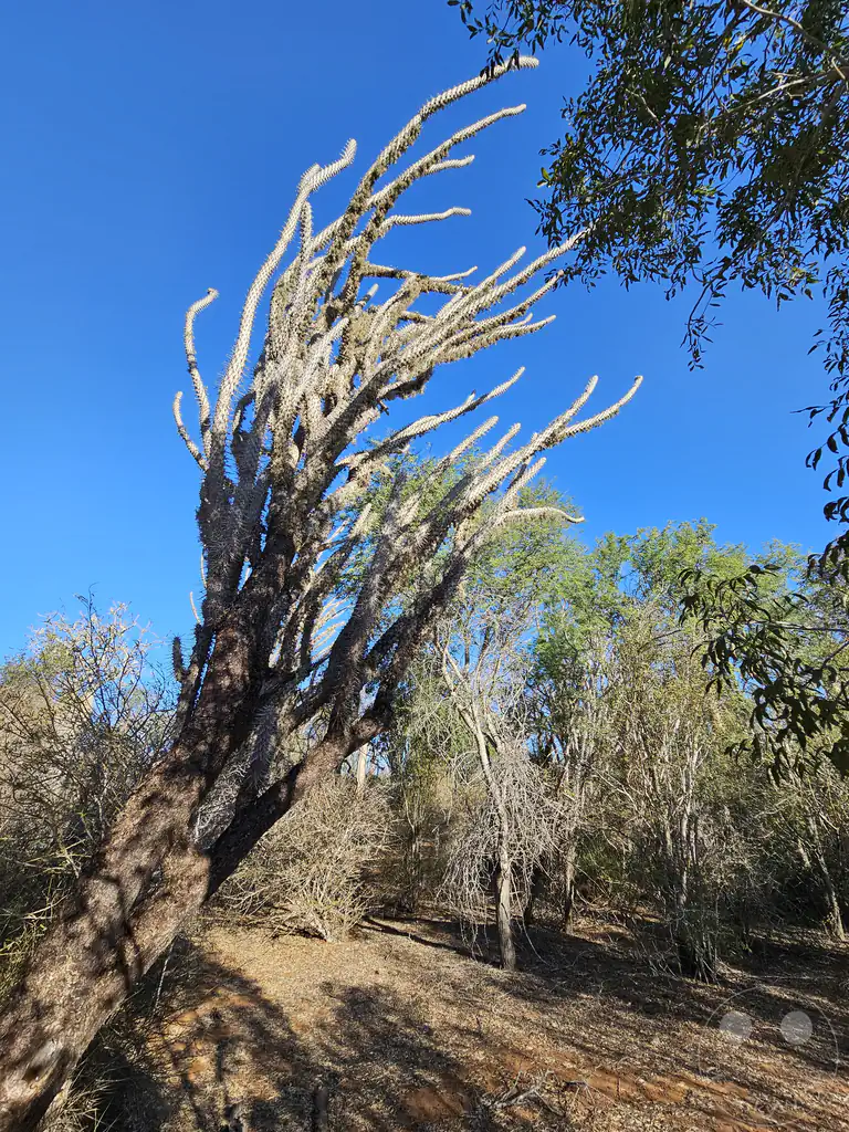 Madagaskar - Ifaty - Reniala Reserve - Botanischer Garten - Oktopusbaum