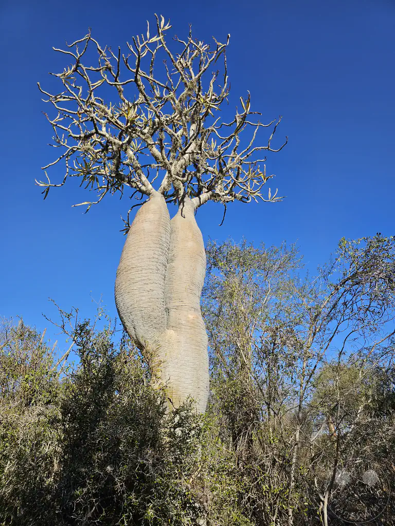 Madagaskar - Ifaty - Reniala Reserve - Botanischer Garten - Baobab Baum