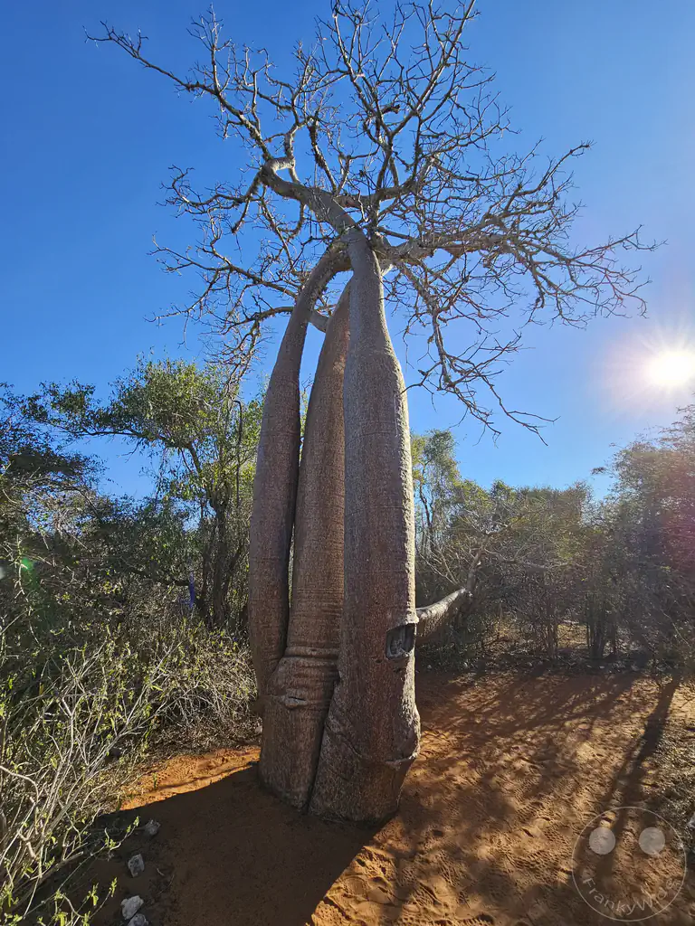 Madagaskar - Ifaty - Reniala Reserve - Botanischer Garten - Baobab Baum
