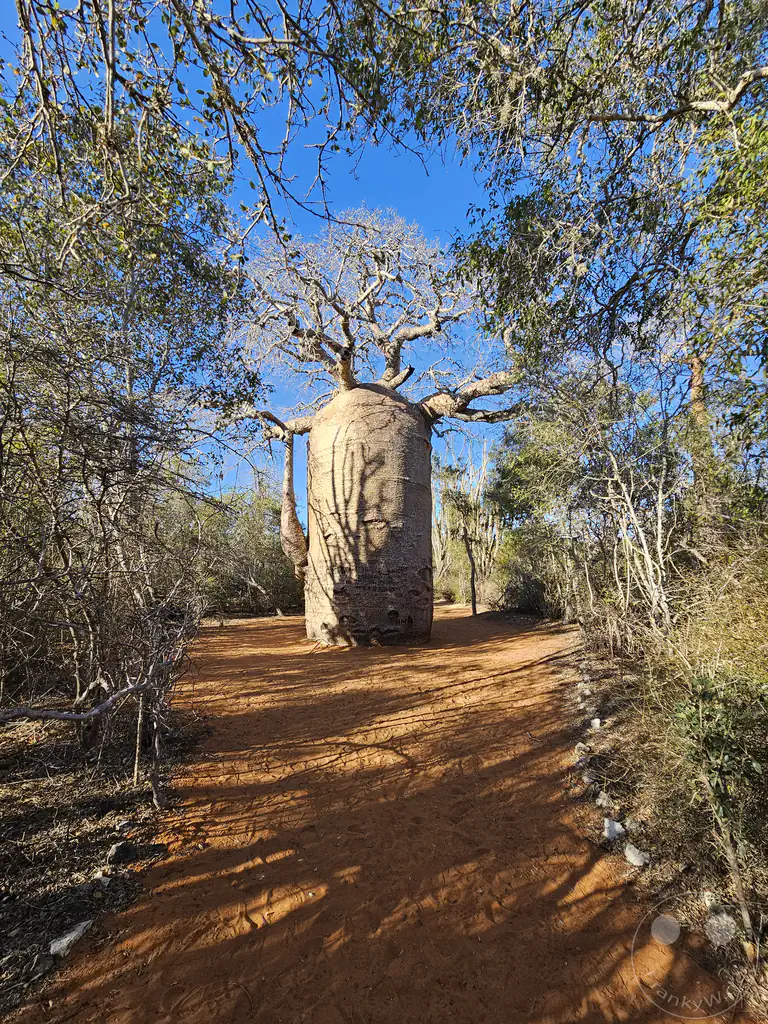 Madagaskar - Ifaty - Reniala Reserve - Botanischer Garten - Baobab Baum