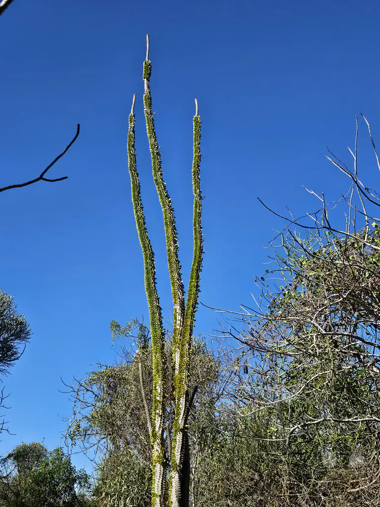 Madagaskar - Toliara - Antsokay Arboretum - Botanischer Garten - Oktopusbaum