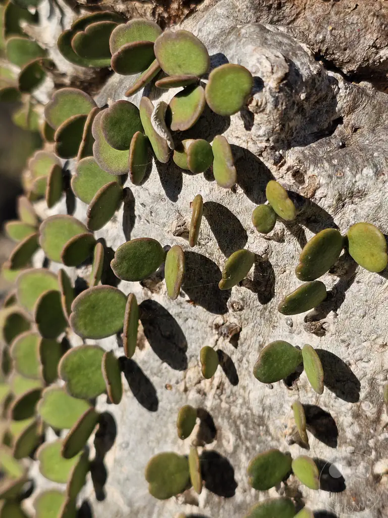 Madagaskar - Toliara - Antsokay Arboretum - Botanischer Garten - Oktopusbaum