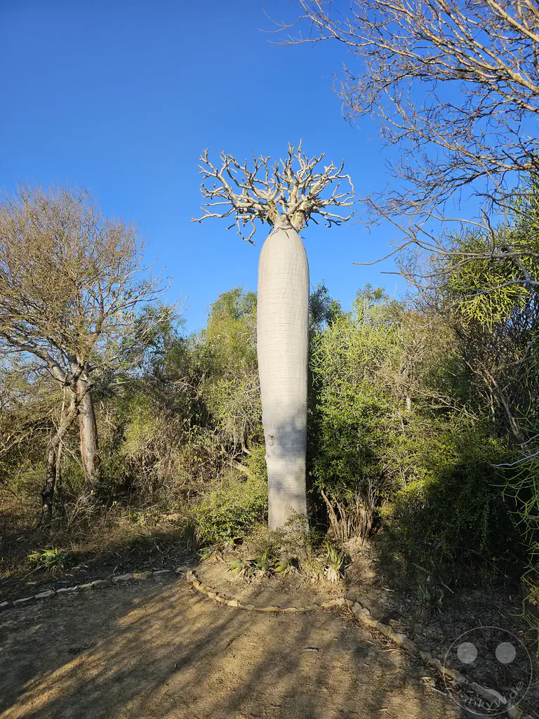 Madagaskar - Madagaskar - Toliara - Antsokay Arboretum - Botanischer Garten - - Baobab Baum